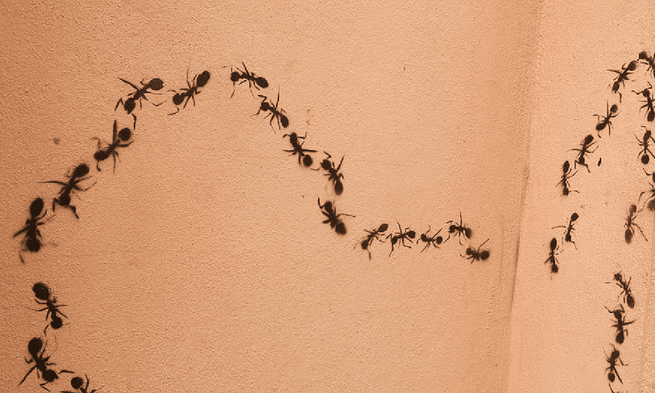 Ant Treatment