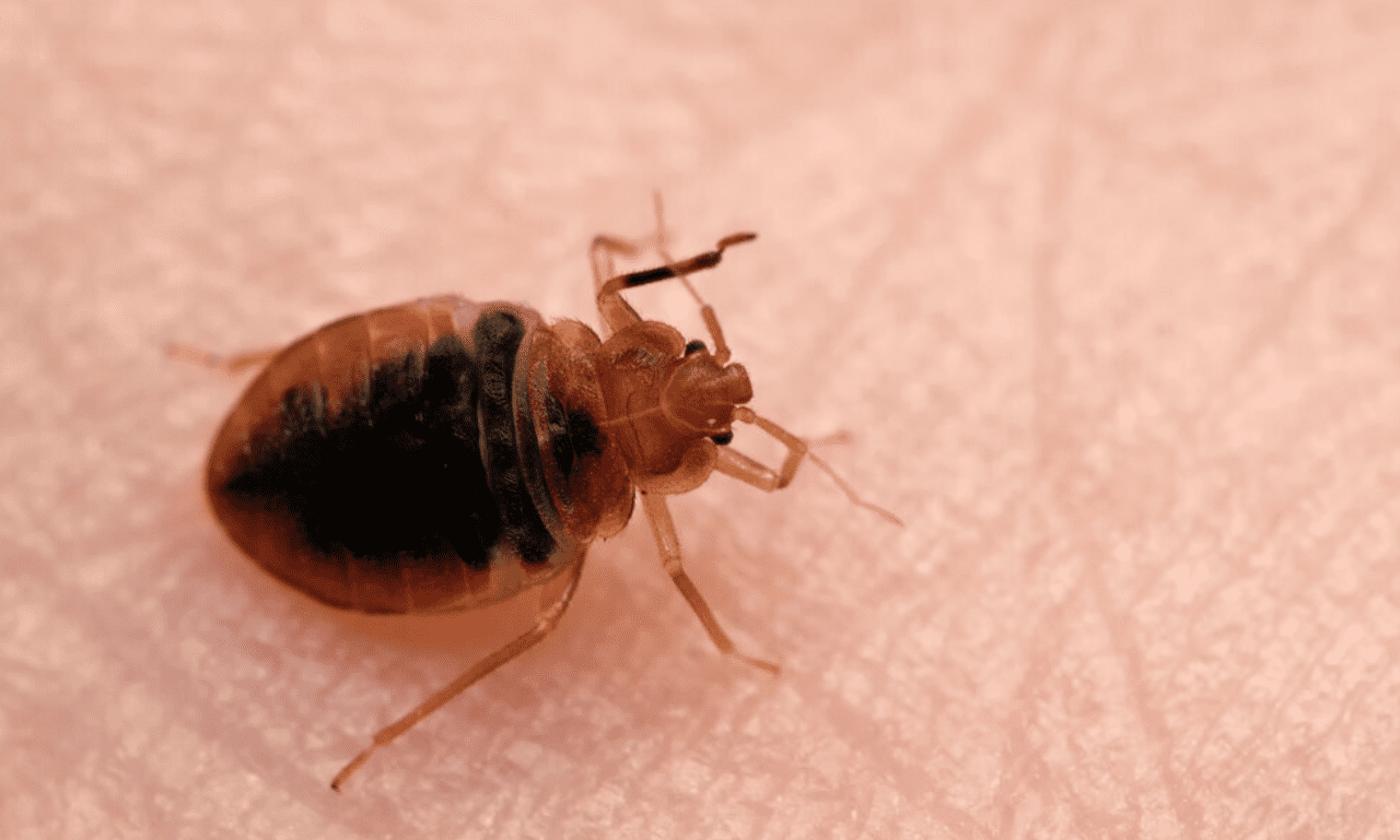 Bed Bug Services